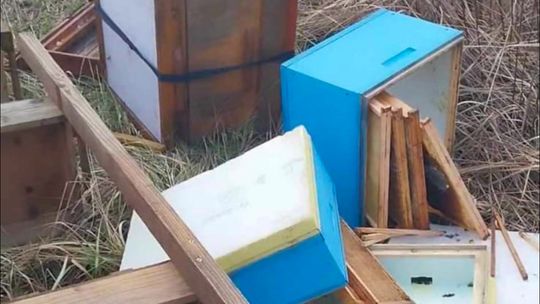 Ktoś zniszczył ule na Wojszycach. 6 pszczelich rodzin umarło z zimna